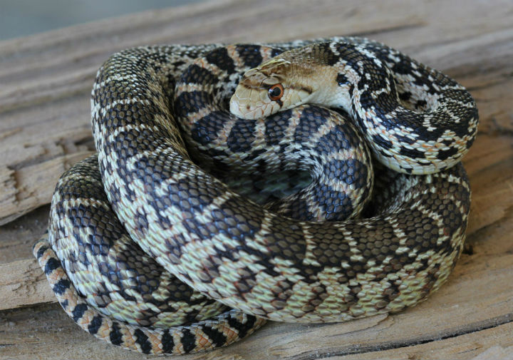 Gopher Snake